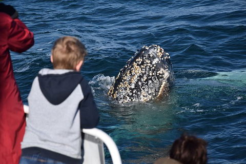 Phillip Island Whale Watching Tour - Accommodation Daintree 8