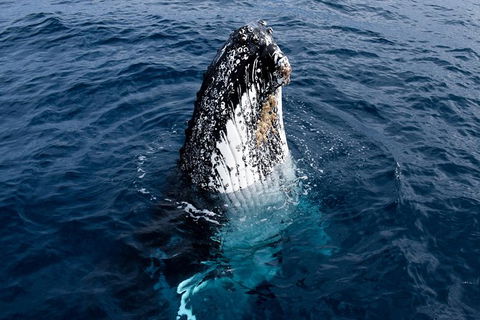 Phillip Island Whale Watching Tour - Accommodation Daintree 6