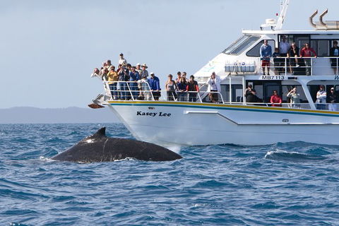 Phillip Island Whale Watching Tour - Accommodation Daintree 2