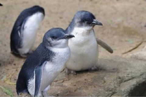 Phillip Island Tour Including Phillip Island Penguin Parade - Accommodation Daintree 1