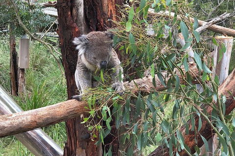 Phillip Island Tour Including Phillip Island Penguin Parade - Accommodation Daintree 3