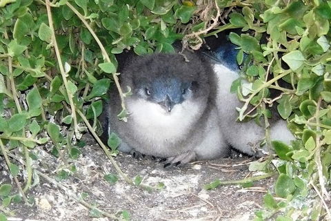 Phillip Island Tour Including Phillip Island Penguin Parade - Accommodation Daintree 7