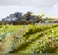Phillip Island Wine Experience Tour - Accommodation Daintree