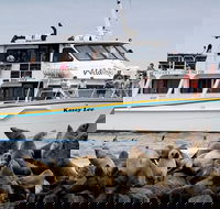 Phillip Island Seal-Watching Cruise - Accommodation Daintree