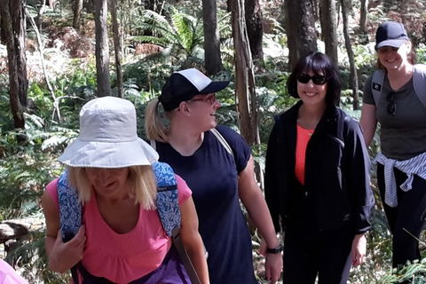 GPS Guided Walks In The Daylesford Forest - Accommodation Daintree 1