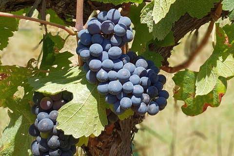 Wine Tasting Tour In The Yarra Valley - Accommodation Daintree 1