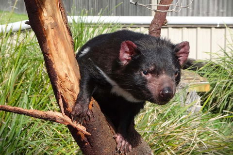 Tasmania 6 Day \'Tour In Circle\' - Accommodation Daintree 1