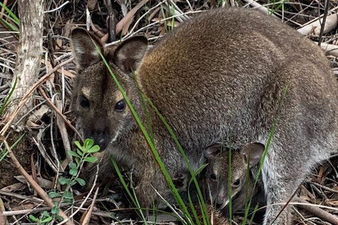 Wineglass Bay And Freycinet National Park Active Day Trip From Hobart - Accommodation Daintree 32