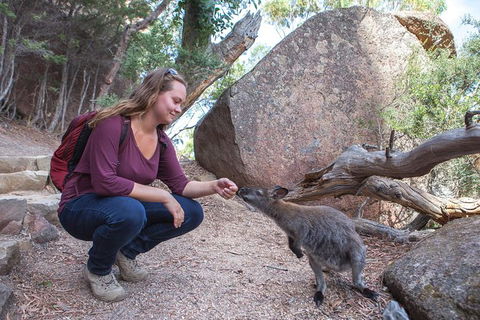 Wineglass Bay And Freycinet National Park Active Day Trip From Hobart - Accommodation Daintree 31
