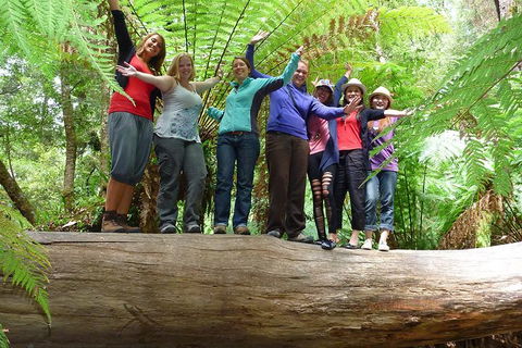 Mt Field National Park Active Day-Trip Including Bonorong And Mt Wellington - Accommodation Daintree 4