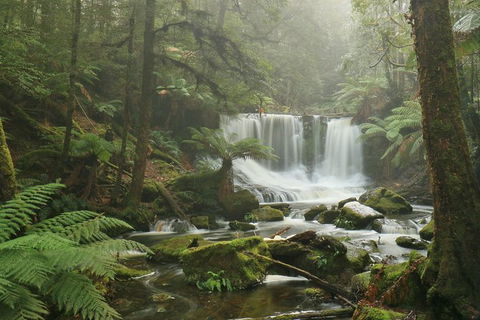 Mt Field National Park Active Day-Trip Including Bonorong And Mt Wellington - Accommodation Daintree 10