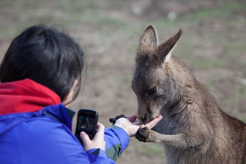 Mt Field National Park Active Day-Trip Including Bonorong And Mt Wellington - Accommodation Daintree 14