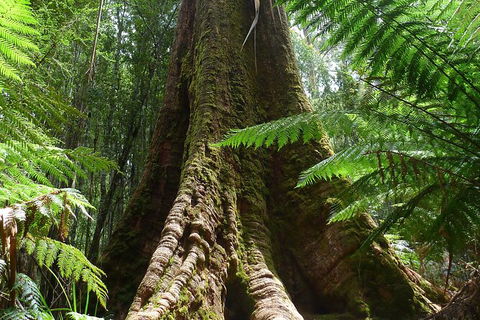 Mt Field National Park Active Day-Trip Including Bonorong And Mt Wellington - Accommodation Daintree 11