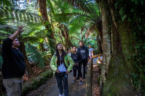 Mt Field National Park Active Day-Trip Including Bonorong And Mt Wellington - Accommodation Daintree 5