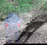 South East Food Sightseeing Private Tour with the Tasmanian Devil Unzoo - Accommodation Daintree