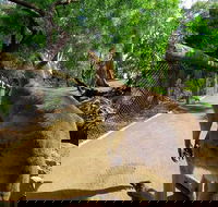 Wilderness and Wildlife - Accommodation Daintree