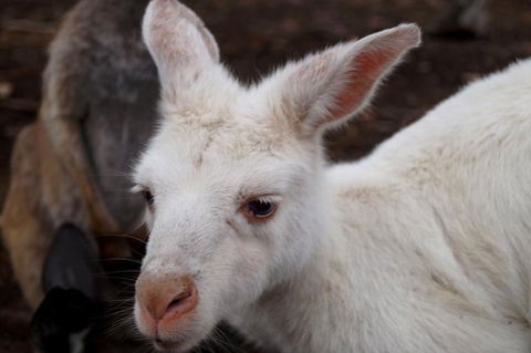 2-Day Kangaroo Island Tour From Adelaide - Accommodation Daintree 16