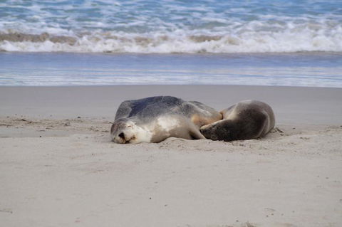 2-Day Kangaroo Island Tour From Adelaide - Accommodation Daintree 18
