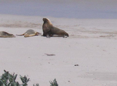 2-Day Kangaroo Island Tour From Adelaide - Accommodation Daintree 21