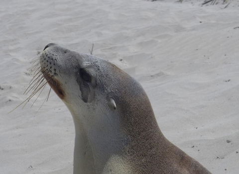 2-Day Kangaroo Island Tour From Adelaide - Accommodation Daintree 9