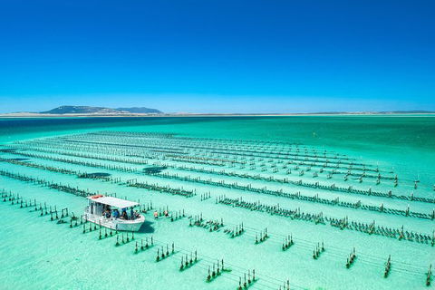 Experience Coffin Bay Short And Sweet Oyster Farm Tour - Accommodation Daintree 5
