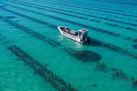 Experience Coffin Bay Short And Sweet Oyster Farm Tour - Accommodation Daintree 7