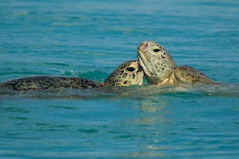 Great Sandy Marine Park Turtle Discovery And Cultural Eco Tour - Accommodation Daintree 7