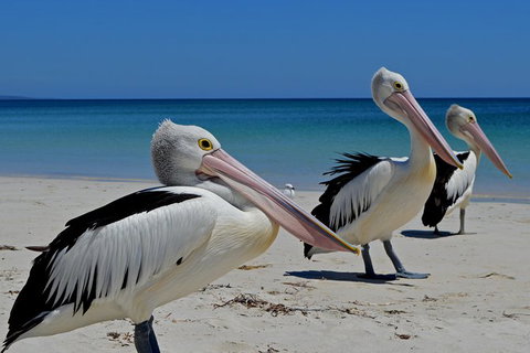 Great Sandy Marine Park Turtle Discovery And Cultural Eco Tour - Accommodation Daintree 4
