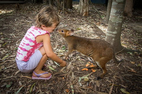 Hartley's Crocodile Adventures Day Trip From Cairns - Accommodation Daintree 1