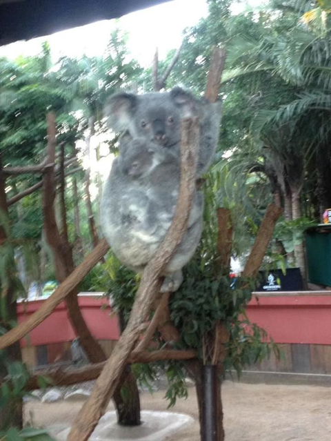 Hartley's Crocodile Adventures Day Trip From Cairns - Accommodation Daintree 7