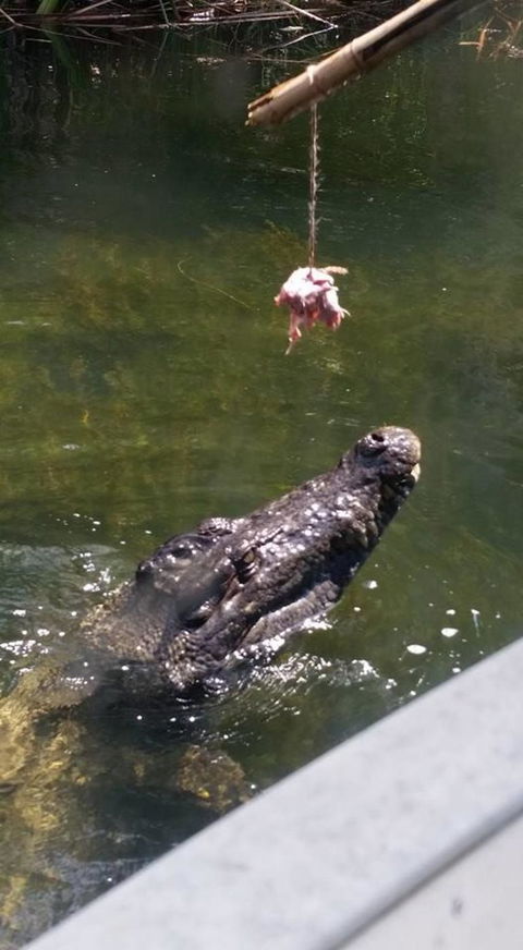 Hartley's Crocodile Adventures Day Trip From Cairns - Accommodation Daintree 11
