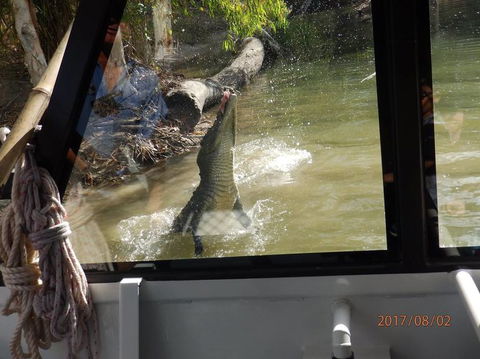 Hartley's Crocodile Adventures Day Trip From Cairns - Accommodation Daintree 5