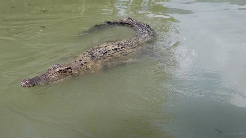 Hartley's Crocodile Adventures Day Trip From Cairns - Accommodation Daintree 10
