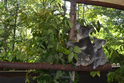 Hartley\'s Crocodile Adventures General Entry Ticket - Accommodation Daintree 8