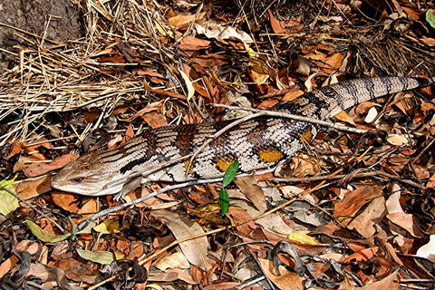 Hartley\'s Crocodile Adventures General Entry Ticket - Accommodation Daintree 10