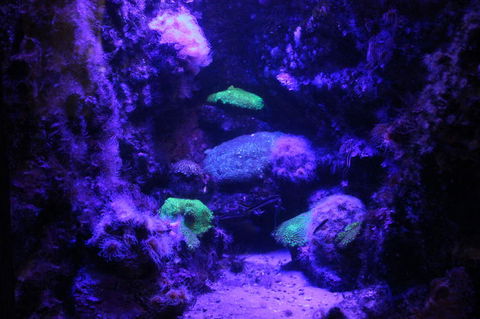 SEA LIFE Sydney Aquarium Entrance Ticket - Accommodation Daintree 8