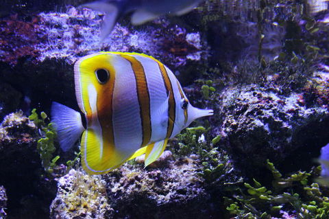 SEA LIFE Sydney Aquarium Entrance Ticket - Accommodation Daintree 7