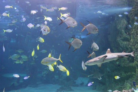 SEA LIFE Sydney Aquarium Entrance Ticket - Accommodation Daintree 9