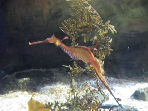 SEA LIFE Sydney Aquarium Entrance Ticket - Accommodation Daintree 12