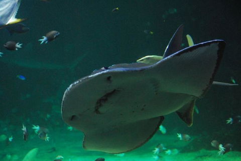 SEA LIFE Sydney Aquarium Entrance Ticket - Accommodation Daintree 20