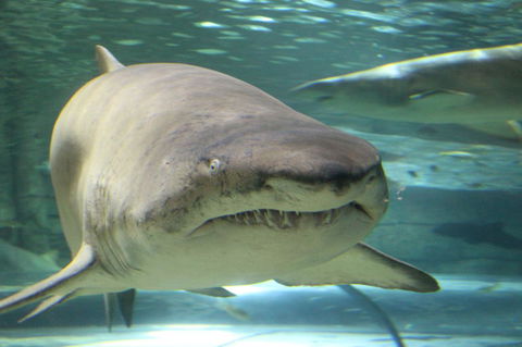 SEA LIFE Sydney Aquarium Entrance Ticket - Accommodation Daintree 5