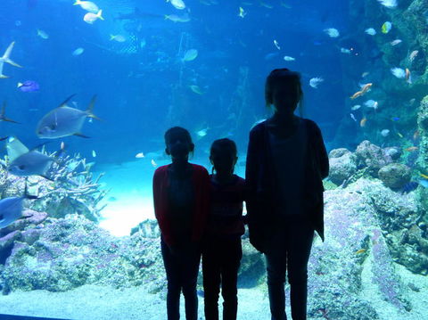 SEA LIFE Sydney Aquarium Entrance Ticket - Accommodation Daintree 10