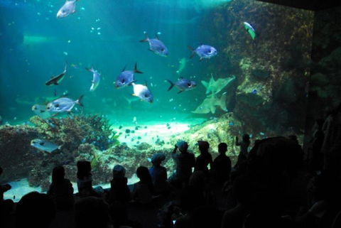 SEA LIFE Sydney Aquarium Entrance Ticket - Accommodation Daintree 21