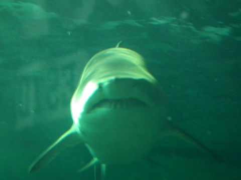 SEA LIFE Sydney Aquarium Entrance Ticket - Accommodation Daintree 13
