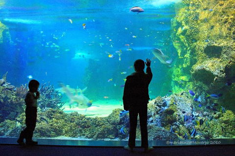 SEA LIFE Sydney Aquarium Entrance Ticket - Accommodation Daintree 15