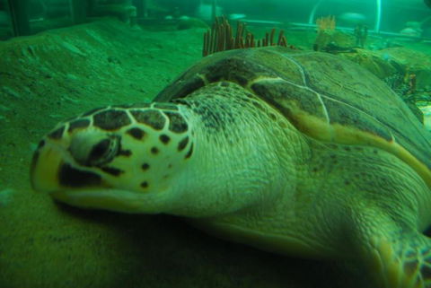 SEA LIFE Sydney Aquarium Entrance Ticket - Accommodation Daintree 25