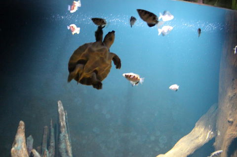 SEA LIFE Sydney Aquarium Entrance Ticket - Accommodation Daintree 4