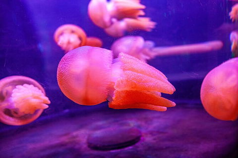 SEA LIFE Sydney Aquarium Entrance Ticket - Accommodation Daintree 31
