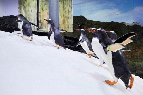 SEA LIFE Sydney Aquarium Entrance Ticket - Accommodation Daintree 32