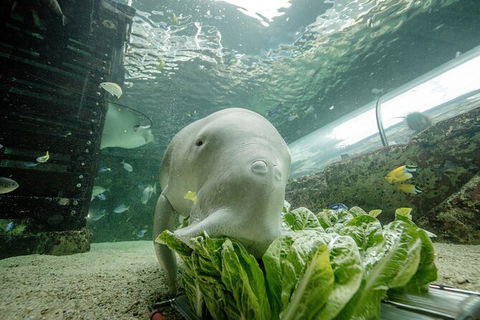SEA LIFE Sydney Aquarium Entrance Ticket - Accommodation Daintree 34